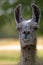 Portrait of Guanaco in front