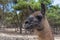 Portrait of guanaco, lama guanicoe against green foliage