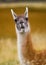 Portrait of guanaco. Torres del Paine. Chile.