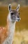 Portrait of guanaco. Torres del Paine. Chile.