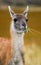 Portrait of guanaco. Torres del Paine. Chile.