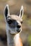 Portrait of guanaco. Torres del Paine. Chile.