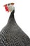 Portrait Guinea fowl