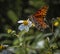 Portrait of a Gulf Fritillary Butterfly