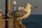 Portrait of a gull or seagull standing on a seaside railing