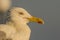 Portrait of a gull or seagull standing on a seaside railing