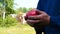 A portrait guy, a farmer in a straw hat, a working robe picks up a tomato in the garden in the field makes a bite and eats, afte