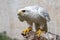 Portrait of a Gyr Falcon, Falco rusticolus, sitting on a stick