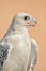 A portrait of Gyr saker falcon