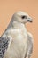 A portrait of Gyr saker falcon