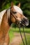 Portrait of a haflinger horse