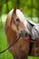 Portrait of a haflinger horse