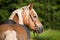 Portrait of a haflinger horse