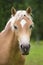 Portrait of Haflinger horse