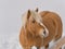 Portrait of haflinger horse in mountain meadows full of snow