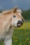 Portrait of haflinger pony foal