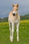 Portrait of haflinger pony foal