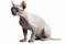 Portrait of hairless Sphynx cat on white background. Generative AI