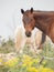 Portrait of half-wild horse. liberty, Israel