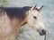 Portrait of half-wild mare. liberty, Israel