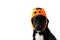 PORTRAIT HALLOWEEN DOG. BLACK PUPPY WEARING LIKE HAT A CANDY BAG PUMPIN. FUNNY TRICK OR TREAT