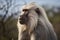 Portrait of Hamadryas baboon on tree