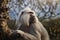 Portrait of Hamadryas baboon on tree