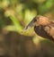 Portrait of a Hamerkop