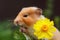 A portrait of a hamster with yellow flower in nature. Created with Generative AI