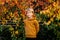 Portrait of handsome boy in orange hoody against yellow autumn apple tree