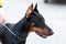 Portrait of a handsome Doberman, with a blurred background.