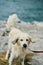 Portrait of a handsome golden labrador retriever.