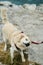 Portrait of a handsome golden labrador retriever.