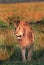 Portrait of a handsome Male Lion Leo Panthera standing in the Masai Mara