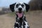 Portrait of a handsome young Dalmatian close-up