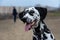 Portrait of a handsome young Dalmatian close-up