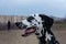 Portrait of a handsome young Dalmatian close-up