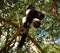 Portrait of hanging black-and-white ruffed lemur Atsinanana region, Madagascar