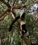 Portrait of hanging black-and-white ruffed lemur , Atsinanana region, Madagascar