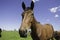 Portrait of a Hanoverian horse on a green meadow, pasture