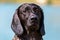 Portrait of a hanoverian hound at a lake