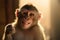 Portrait of happily smiling adorable monkey in rays of sunshine. Generative AI