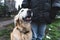 Portrait of happy adult shelter dog with happy expression. Golden retriever mix-breed dog loves being pet on head