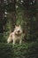 Portrait of happy and beautiful dog breed siberian husky standing in the bright green forest