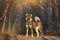 Portrait of happy and beautiful japanese dog breed shikoku standing in the forest in autumn