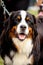 Portrait of happy Bernese Mountain Dog