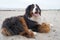 Portrait of happy Bernese Mountain Dog on the beach