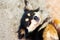 Portrait of a happy black dog that lies on the floor and smiles.