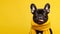 Portrait happy black French bulldog in knitted scarf with its tongue sticking out isolated on yellow background. Looking camera.