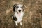 Portrait happy border collie dog sticking tongue out on dry lawn. Summer and obedience concept